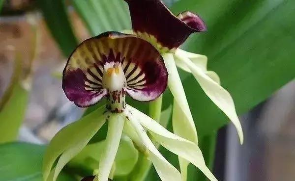 五种最具欣赏价值的兰花,欣赏史上最全的兰花