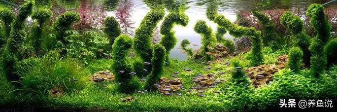 鱼缸过滤器怎么弄才不吸小鱼,鱼缸过滤泵循环下面的水太吵