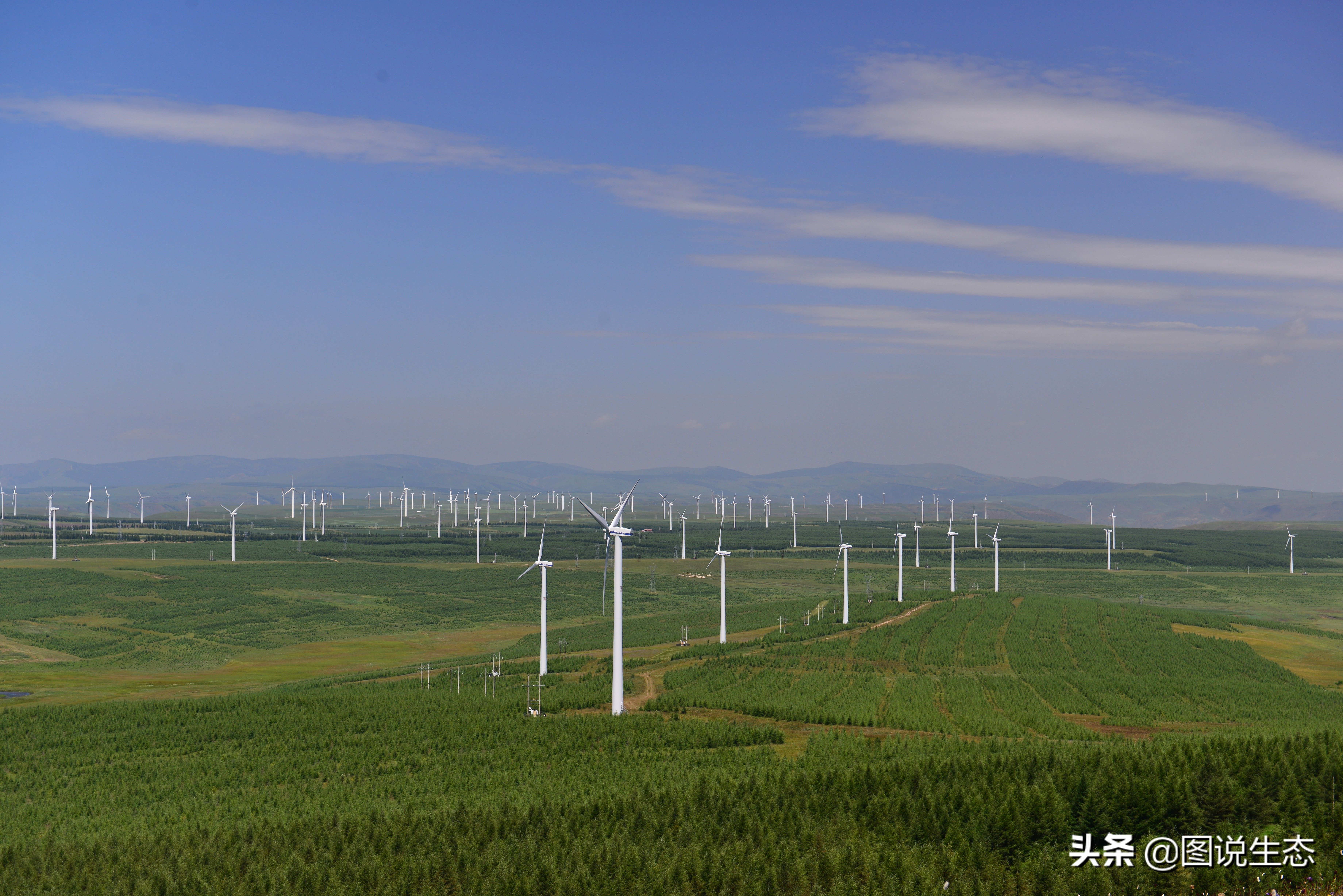 一口气看完塞罕坝全篇,参观塞罕坝有感1000字