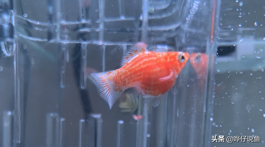 怎样快速培养鱼缸硝化细菌,如何快速培养鱼缸硝化细菌