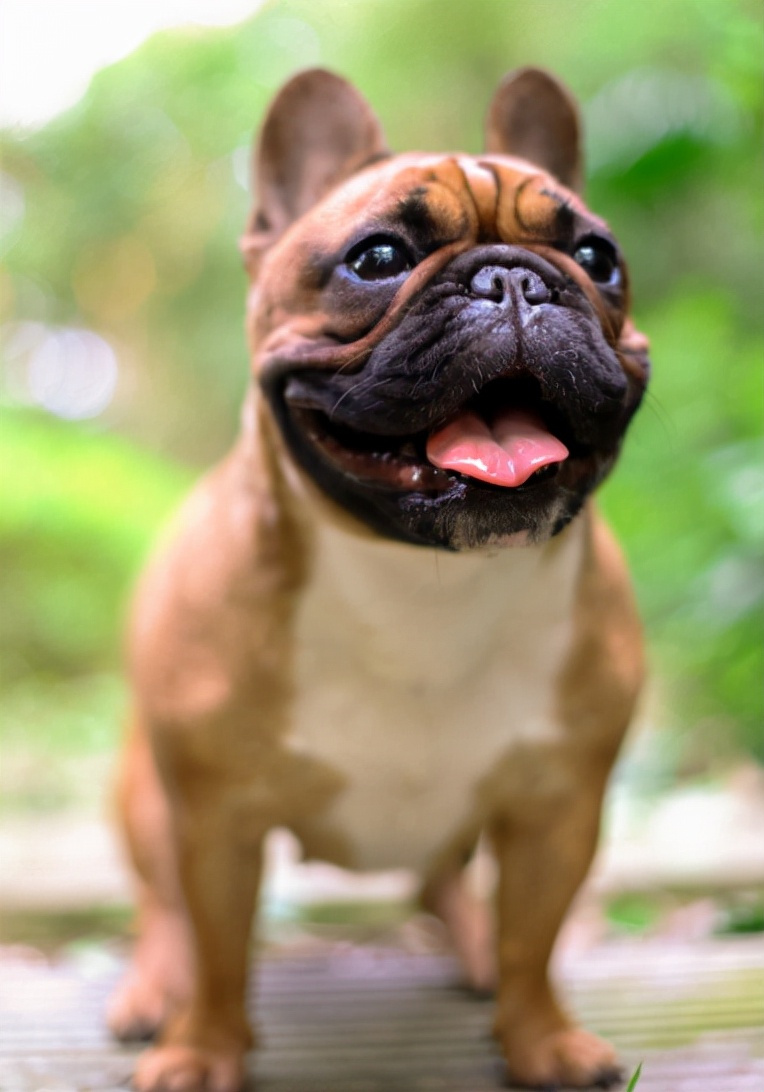 法国斗牛犬的优缺点有哪些,法国斗牛犬凶不凶