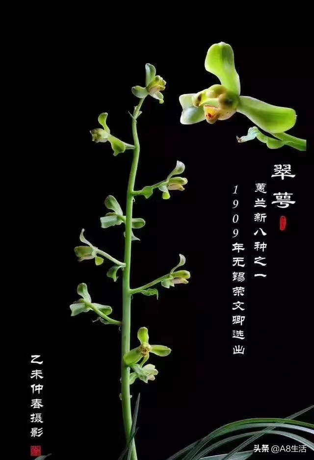 每日一品七律,每日一品茶叶