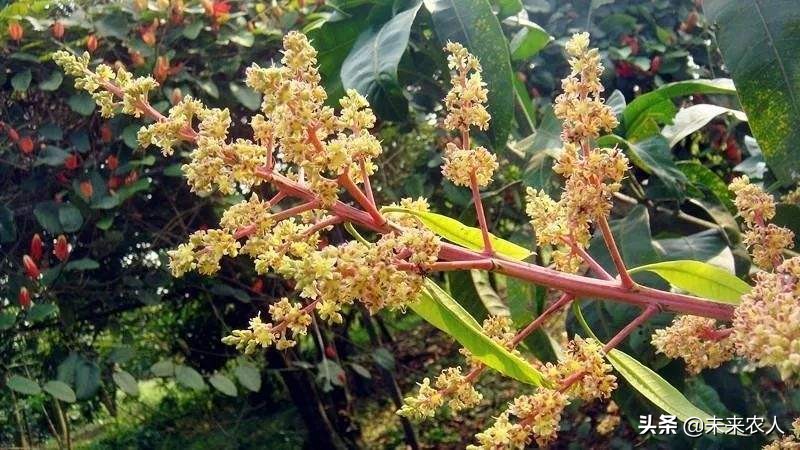 芒果花期管理最好的方法,芒果开花期间能施肥吗