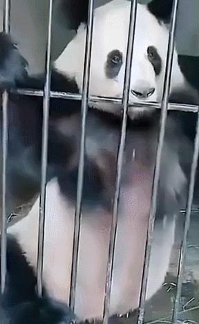 猫咪界干饭王,喵界干饭王