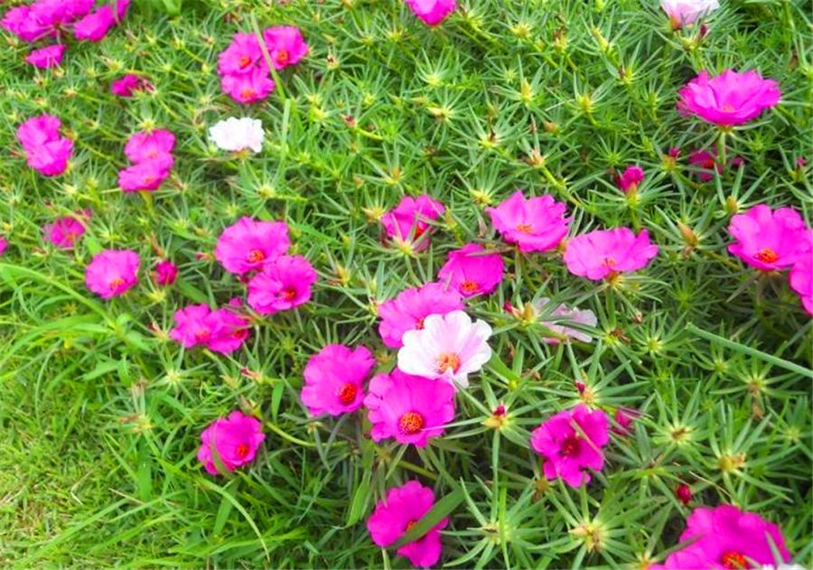 太阳花的叶子变红怎么回事,太阳花枝干发红还能开花吗