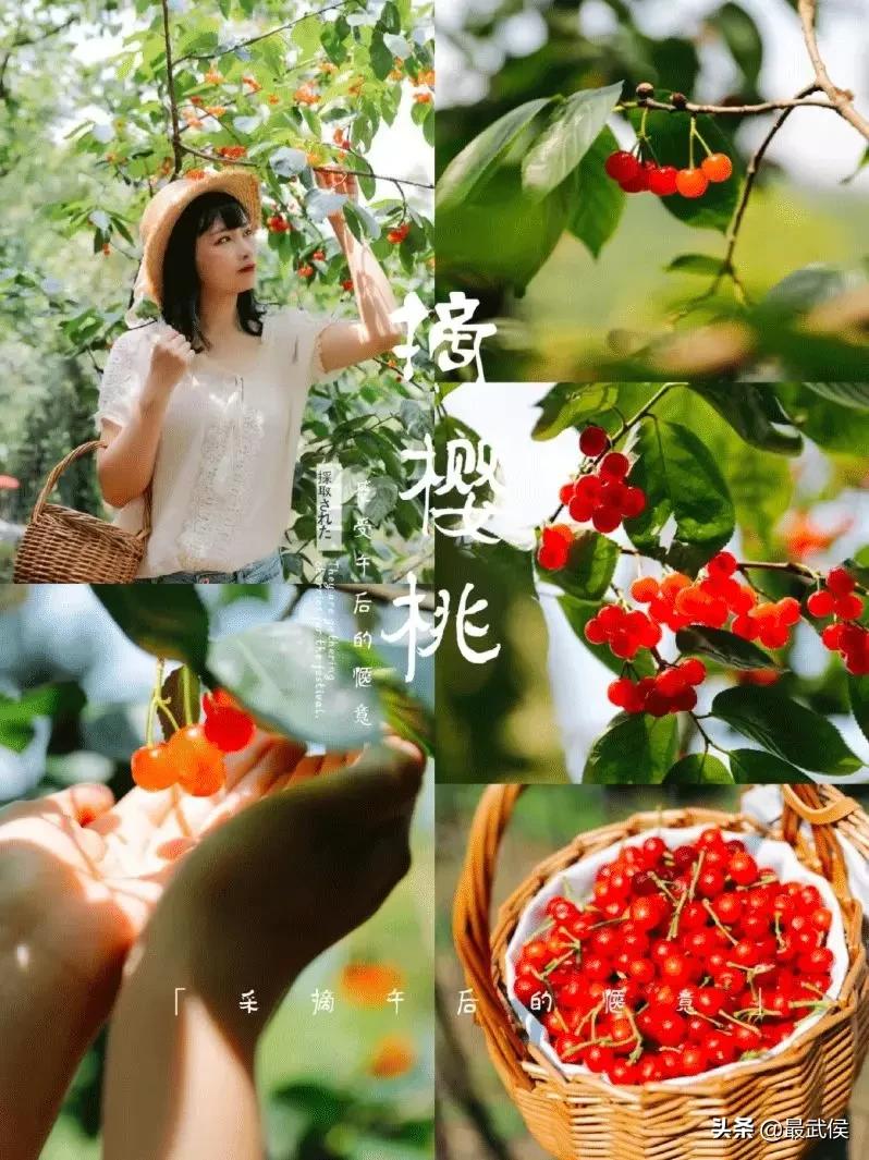 成都摘樱桃的地方不要门票,成都摘樱桃人少的地方