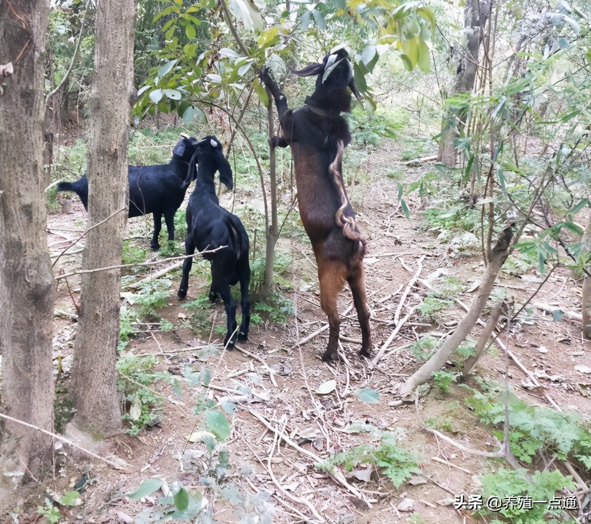 90后养羊专业户,最赚钱的养羊模式