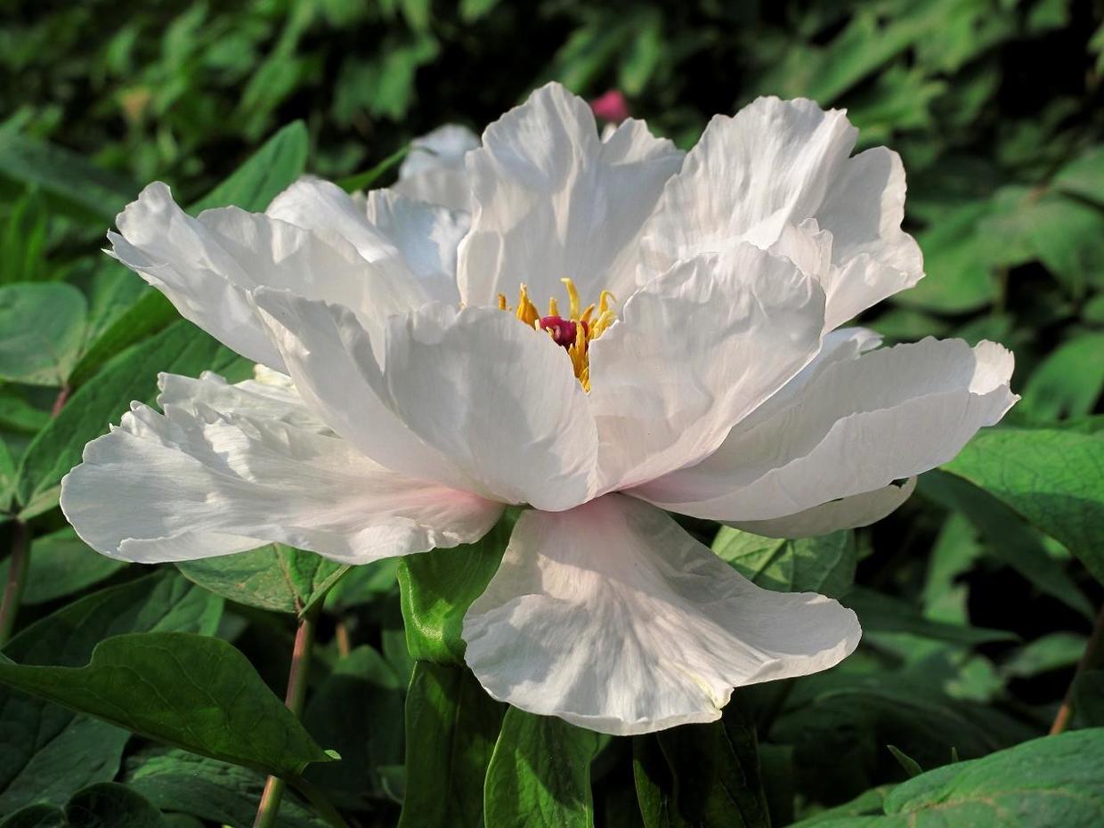 秋冬季节什么花耐活,这个季节有什么花比较好养活