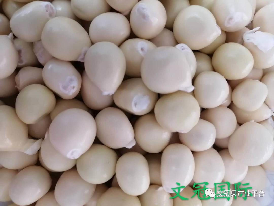 文冠果籽怎么吃好吃,文冠果嫩叶怎么吃