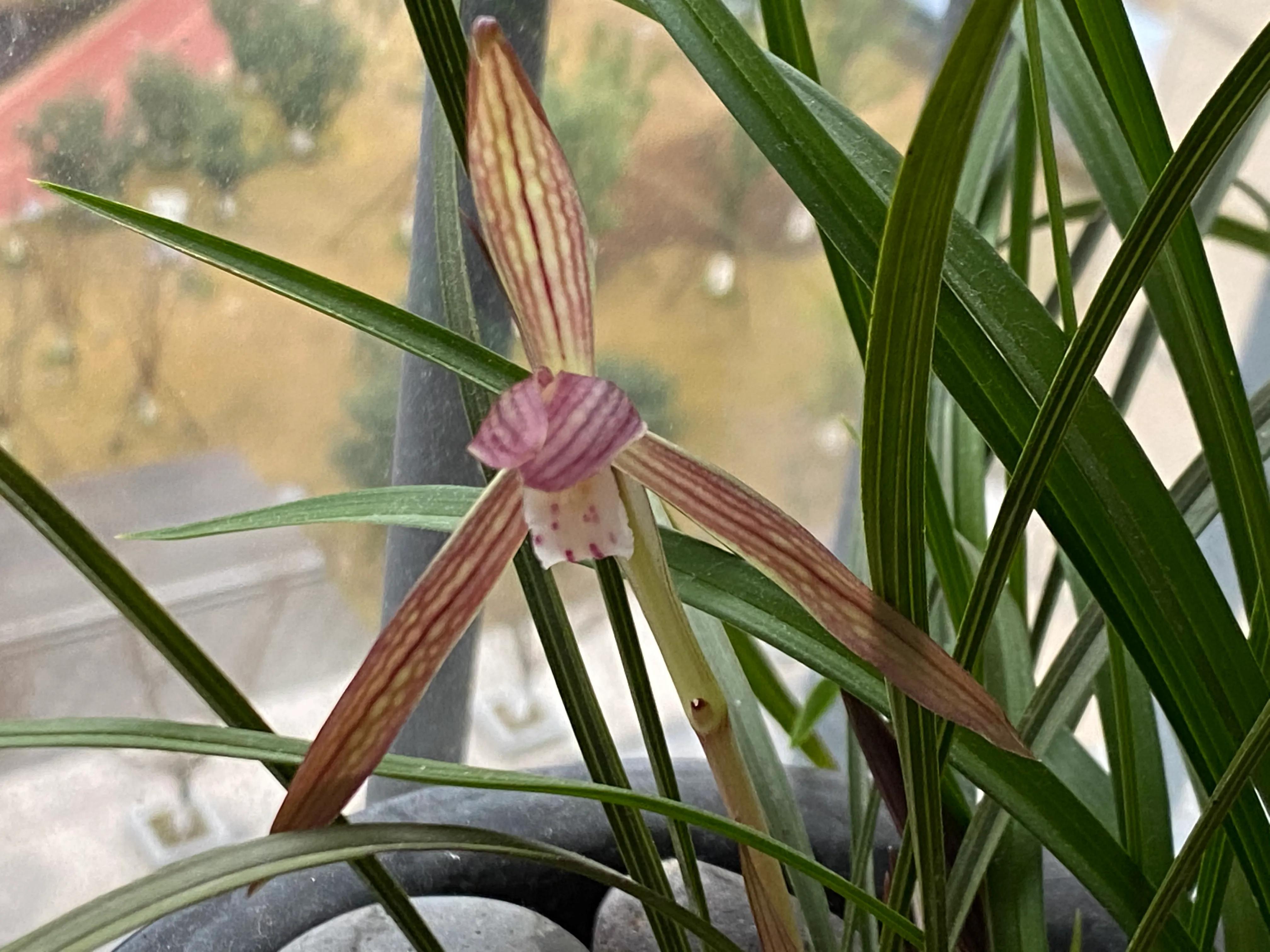 最具代表性中华文化符号及特征是什么?