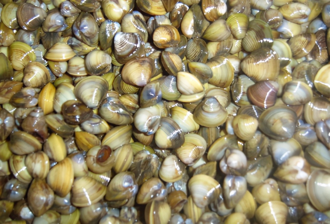 河蚬：儿时河里大把，因肉少被嫌弃，如今成稀罕货，常年出口日韩