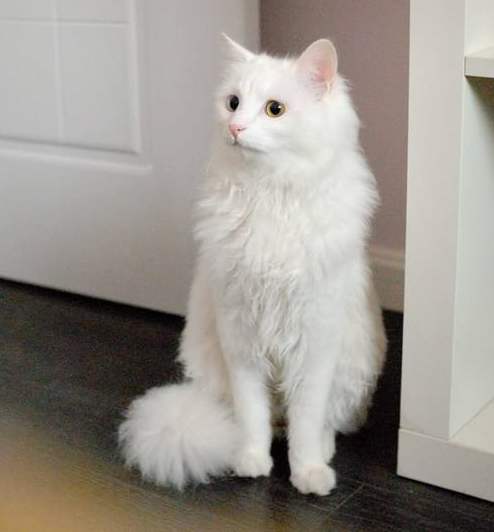 山东小狮子，来自山东的狮子猫。