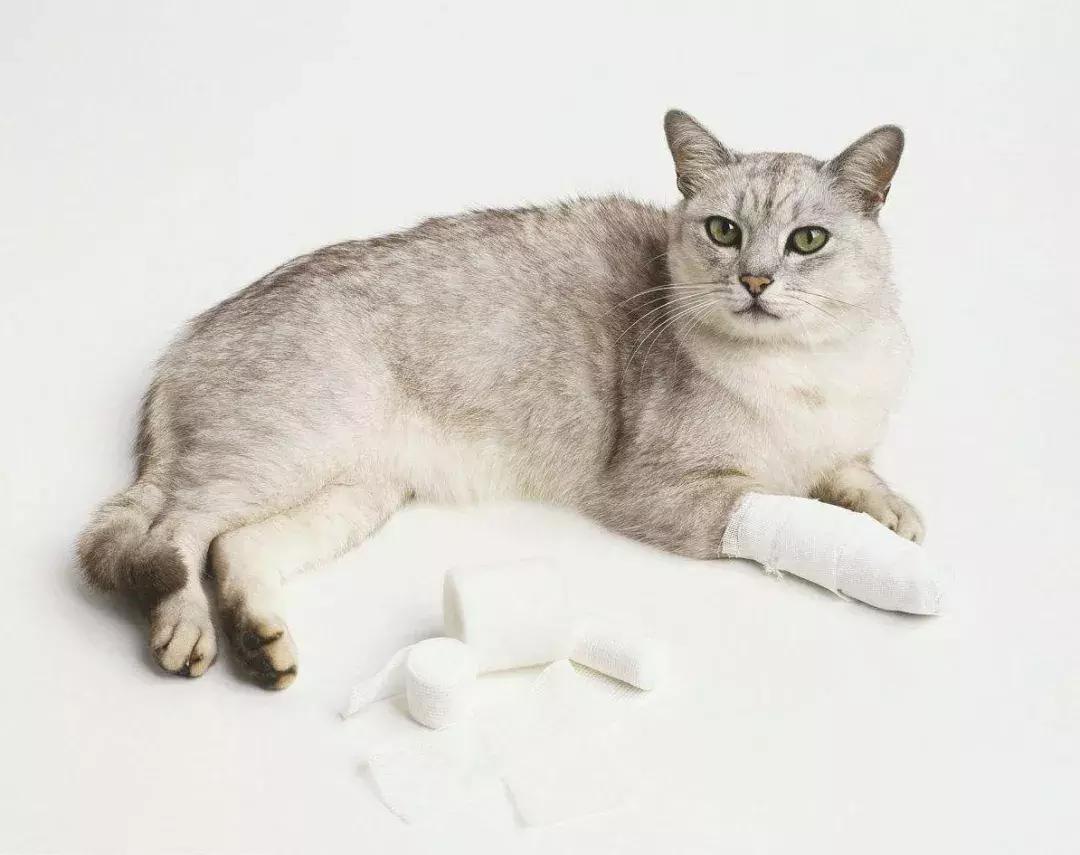 猫咪受伤了怎么笼养,养宠小知识猫咪体内寄生虫怎么治
