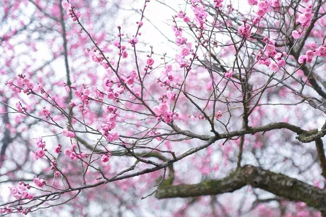 闻香寻梅最新图片,闻香寻梅最新视频