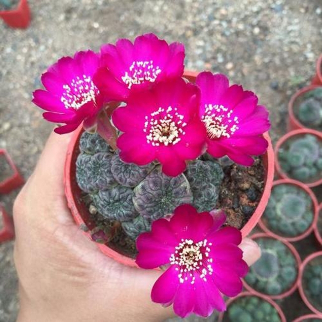 148个仙人球品种大全,100个仙人球品种