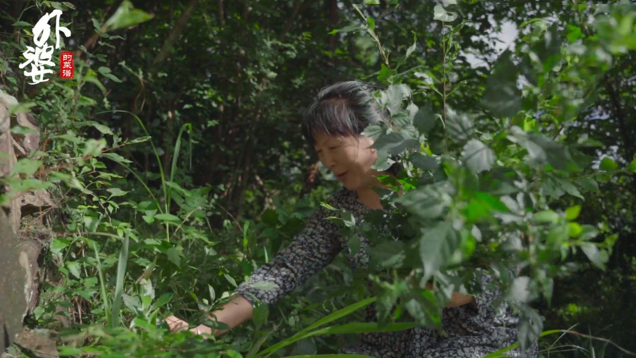 山上哪种树叶能做豆腐吃,山豆腐用什么树叶做的