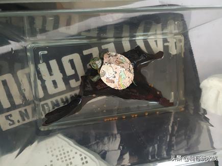 小乌龟怎么饲养小巴西龟,路边买的小乌龟怎么饲养