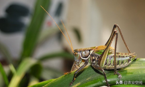 蝈蝈的寿命和养殖方法,蝈蝈饲养流程及注意事项