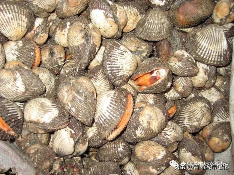 记忆中的美味是怎样的,毛蛤蜊原汁原味