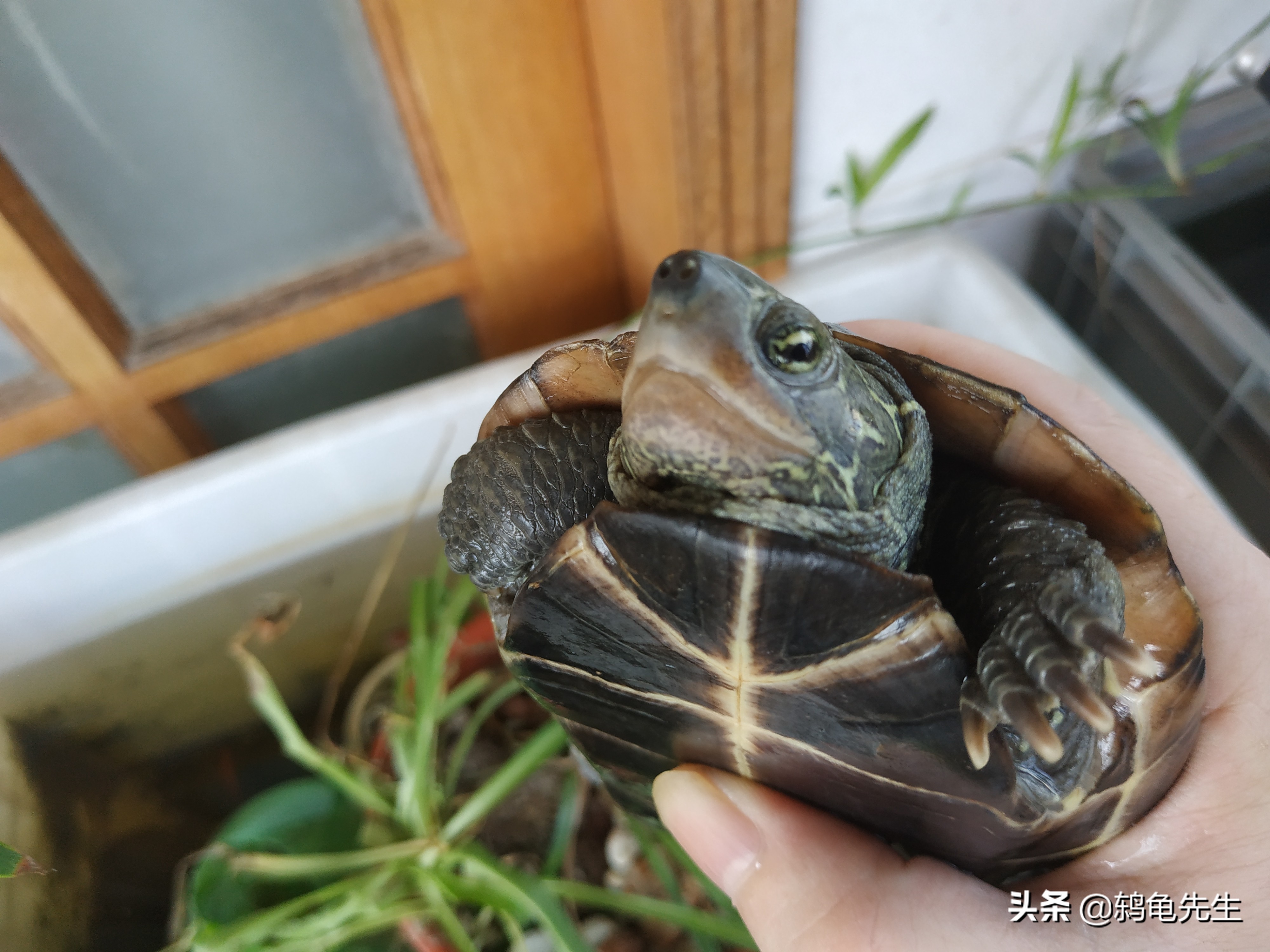 养龟注意事项及保温方法,养龟降温注意事项