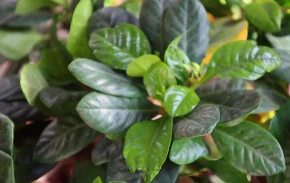 室内盆栽植物怎么杀菌,家里绿植叶子怎么清洁更亮