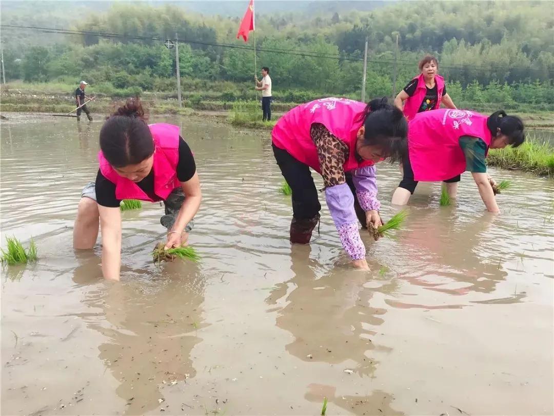 看！这是临安“雪山大米”的故事