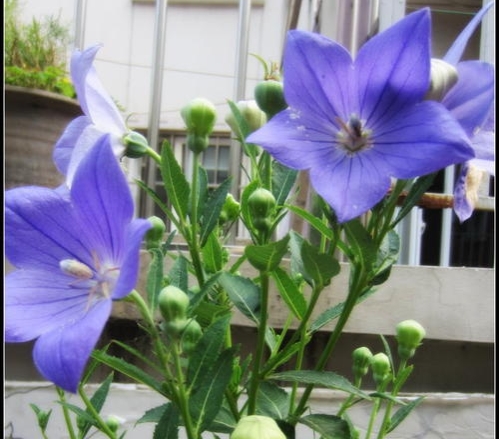 种植前景好的十大药材,想发财养什么植物