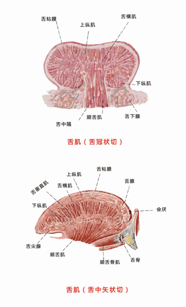 不要再读成“印贼做父”了，R音的正确发音是这样的