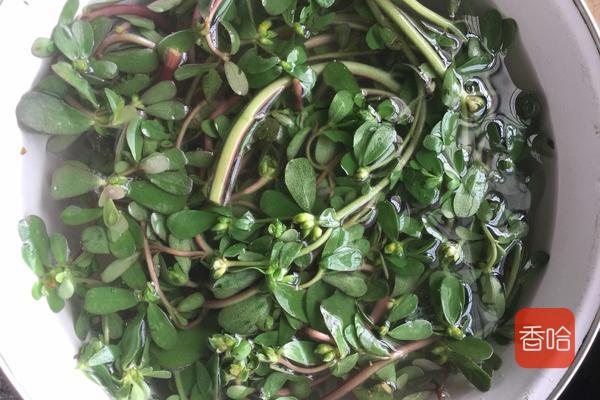 马齿苋蒸菜馍怎样不发酸呢,马齿苋的各种吃法和做法