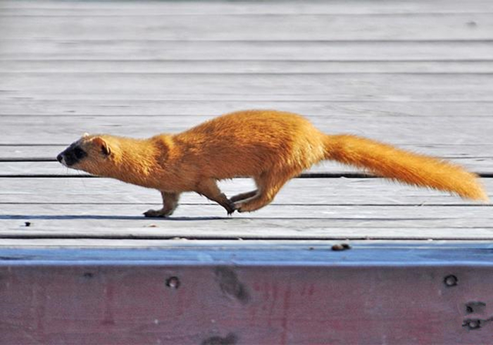 黄鼠狼偷鸡历史,黄鼠狼先后两次偷鸡