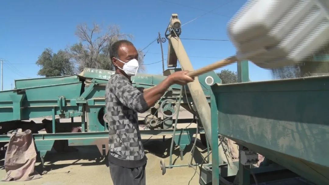 奇台县西地镇旱沟村种植3000亩小茴香喜获丰收