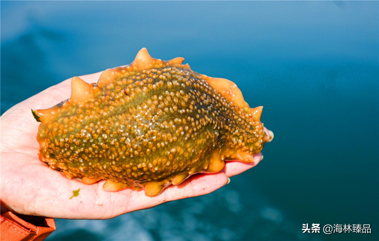 探秘海参的捕捞过程,野生海参采捕视频大全