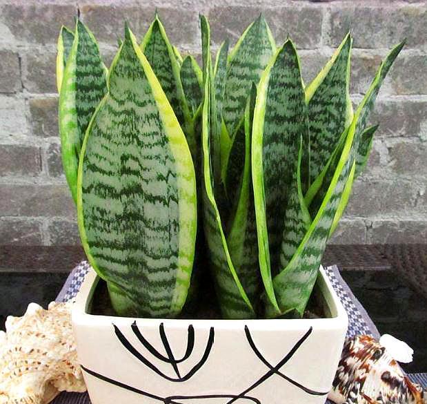 虎皮兰就要这么养叶片饱满又光泽,养好虎皮兰