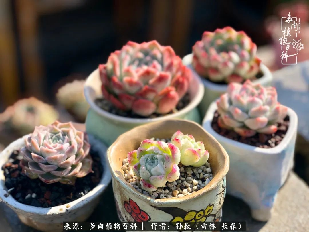与多肉一起成长,与多肉相伴