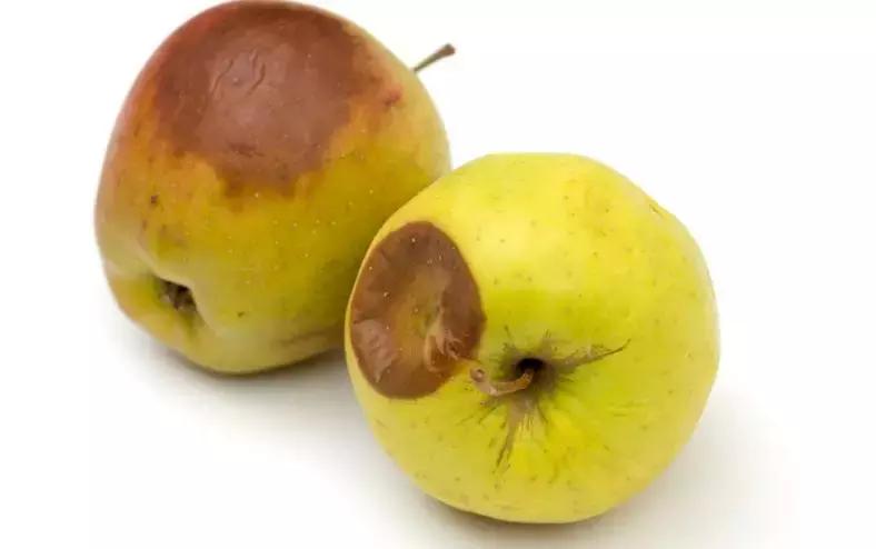 杨桃共5种果子对人体有害,杨桃和猕猴桃吃了有没有毒