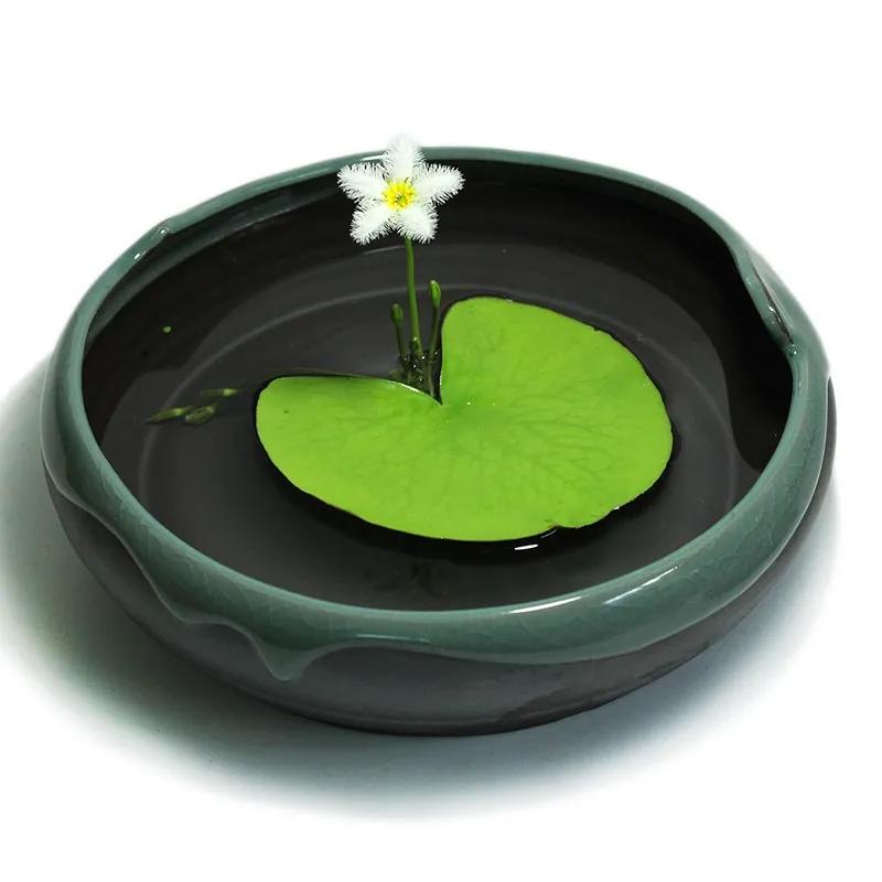 一年四季不死的十种花水养,最好养的3种花丢土里就能活