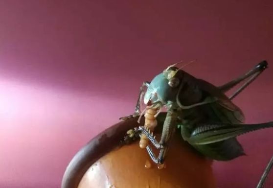 蝈蝈叫百日虫吗,蝈蝈为啥才75天就趴不动了