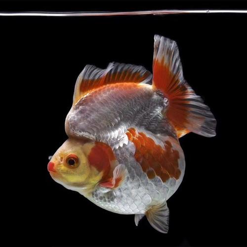 金鱼都有哪些品种图片说明,金鱼分为哪四大品种及其特点