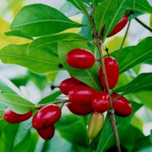 有几种特殊的水果你见过几个,这些精品水果你吃过几种