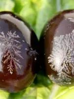 史上最坑爹的菜名你中过几招,史上最残忍的前十道菜名做法