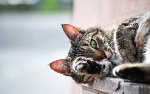 招财猫只吃肉不吃鱼饲料,招财猫很活跃就是不开口