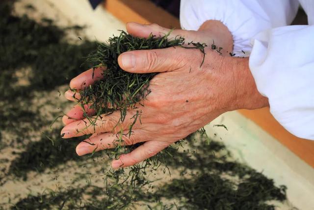 日本名茶,土山茶在福建叫什么茶