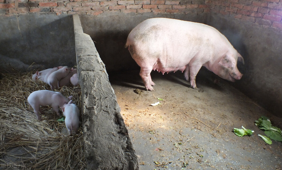 母猪感染非瘟后第一症状是什么,母猪不吃食怎么判断是不是非瘟
