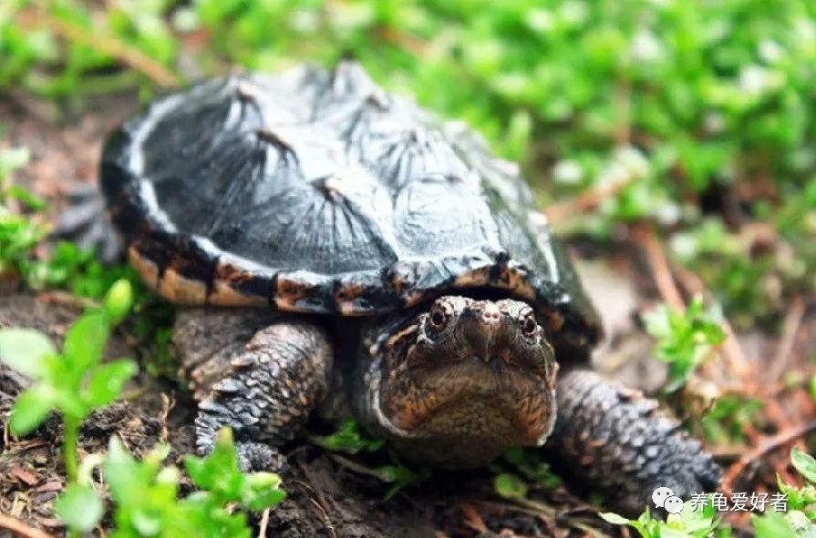 龟养几只才能培养成灵宠,如何养一只健康的狗