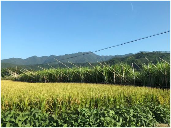 翁源东华地窖酒,韶关翁源赏荞麦花