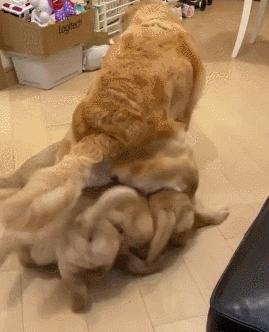 家中金毛生了一窝狗崽,每次喂奶都寸步难行,真是一个头两个大