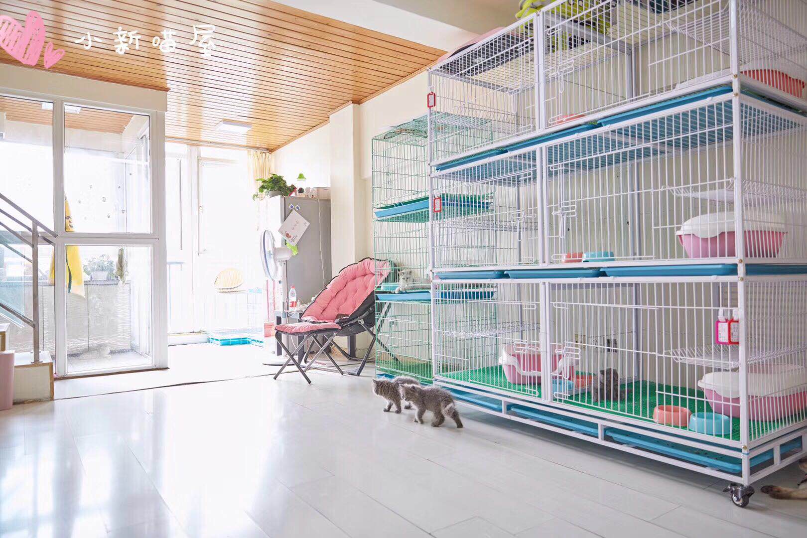 怎么防买到星期猫,如何避免在市场买到星期猫