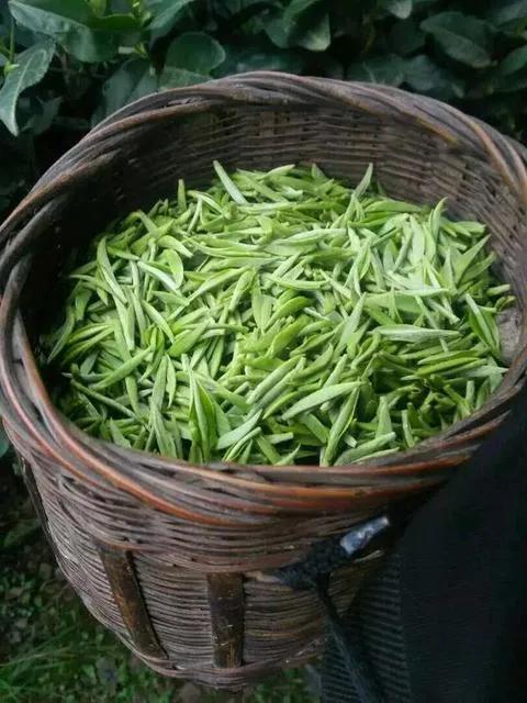 你所不了解的竹叶青茶