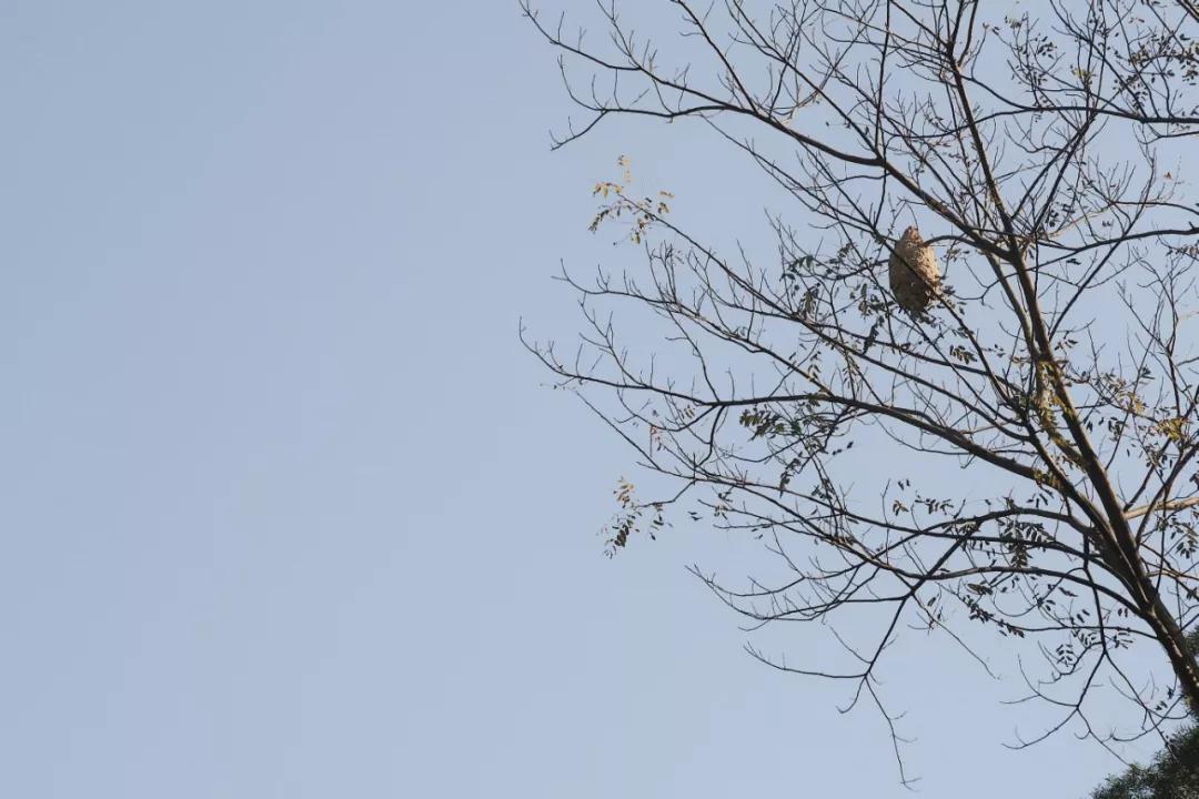 在动物园散步才是正经事|暴走福州
