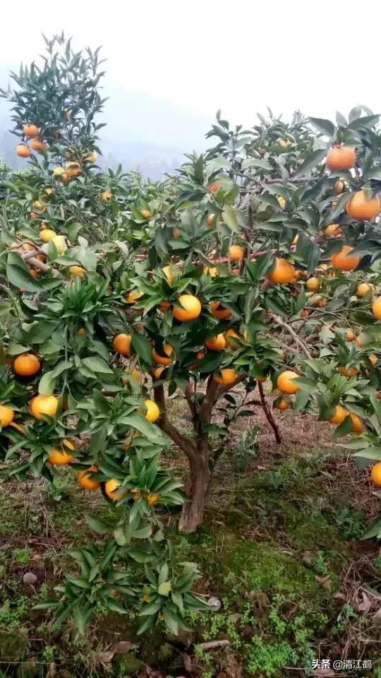 休闲农业盈利模式柱状图,休闲农业十大趋势图